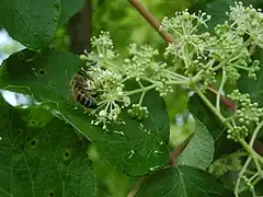 Fleurs butinées par une abeille