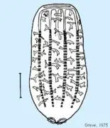 Croquis de Beroe cucumis qui identifie les anastomoses.