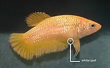 Poisson jaune avec un organe blanc qui dépasse très peu sous le ventre, derrière la nageoire avant