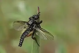 Bibio lanigerus, mâle.