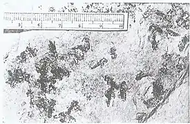 Bibio Celasensis N. Théobald, Sannoisien du Gard, groupe d'insectes.