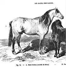 Gravure d'un petit cheval rustique