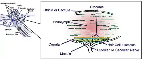 Les organes de l'otolithe