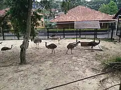 Enclos des autruches et des émeus.