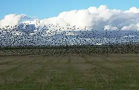 Vol d'étourneaux dans la campagne britannique.