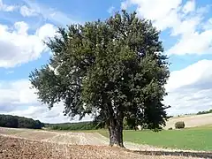 Birnbaum am Lerchenberg (de) : poirier classé Monument naturel en Basse-Franconie (All.).