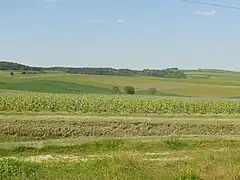 Le vignoble et la Montagne de Reims (nord).