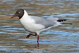 Mouette rieuse en plumage d'été.