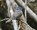 Tchitrec azuré femelle, parc national de Khao Yai, Thaïlande