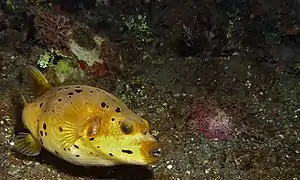 Variante de couleurs.