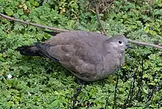 Colombe à ailes noires (Metriopelia melanoptera)