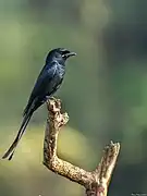 Individu aperçu à Iritty, Kerala, Inde