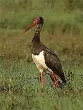 Photographie en couleurs d'un achassier posé, au plumage noir, à la gorge blanche et au bec rouge.