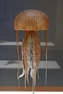 Pelagia noctiluca en verre, réalisée par les BlaschkaMusée zoologique de Strasbourg