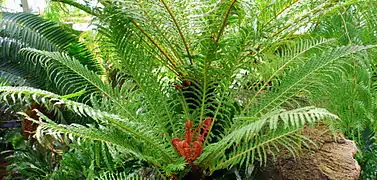 Blechnum brasiliense