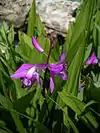 Bletilla striata.