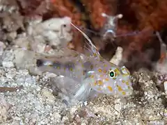 Fusigobius inframaculatus