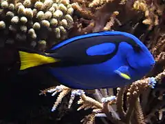Paracanthurus hepatus