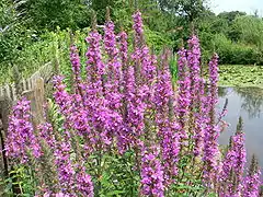 Salicaire commune, sur les coteaux des Brateaux.