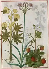 Dans un cadre rouge, dessins tridimensionnels et détaillés d'un hellébore blanc, d'un butome et d'un fraisier en fleurs et en fruits dont les feuilles se chevauchent.