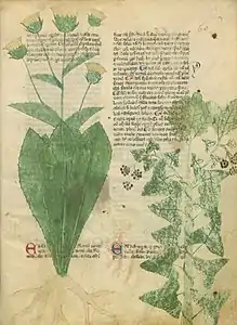 Page de manuscrit avec plusieurs paragraphes de texte en deux colonnes, partiellement recouverts par les dessins de deux plantes : à gauche, une grande plante occupant toute la hauteur du folio, avec une rosette de feuilles basales spatulées formant comme un cornet autour d'une tige portant des inflorescences en capitules jaune ; à droite, une liane de lierre enroulée autour du tronc d'un arbre atrophié aux feuilles de chêne.