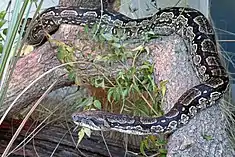 Boa constrictor occidentalis