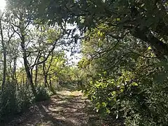 Bois de Malassoque, novembre 2023.