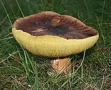Boletus badiusSpécimen étalé à marge relevée