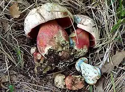 Rubroboletus satanas, le Bolet Satan, au chapeau blanchâtre et au bleuissement léger. Son pied est réticulé d'un réseau assez fin qui ne se distingue que de près.