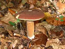 Boletus badius (Boletales, Boletaceae)