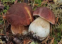 Boletus pinophilus, le Cèpe des pins.