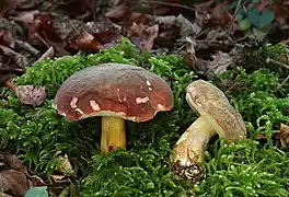 Cuticule pruineuse(Boletus pruinatus)