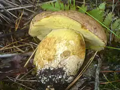 Bolet des sapins (Butyriboletus subappendiculatus), bon comestible.