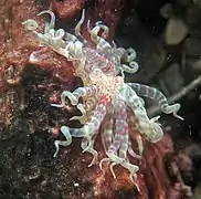 Boloceroides mcmurrichi