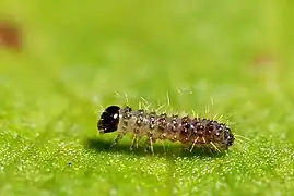 Chenille au 1er stade