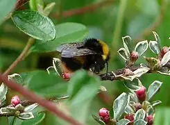 Bourdon terrestre (Bombus terrestris) sur Cotoneaster horizontalis 'Variegatus'