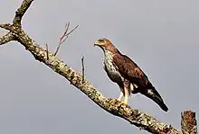 Photographie en couleurs du aigle de Bonelli, espèce de rapace extrêmement menacée et protégée.