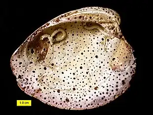 Taphonomie : Perforations d'éponges et tubes encroutés de vers serpulidae sur une coquille moderne de Mercenaria de Caroline du Nord.