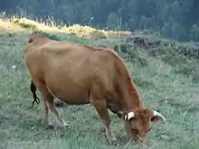 Vache paissant. Robe froment, pattes plus claires, cornes torsadées, cerclage des oreilles et fouet de queue noir sont des éléments de la morphologie raciale.