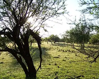Bosquet d'espinillos près du Río Queguay en août 2008.