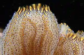 Botrylloides magnicoecus