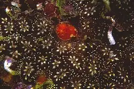 Botryllus schlosseri