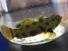 Synchiropus picturatus