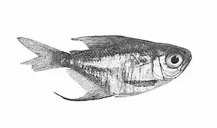 Brachychalcinus retrospina