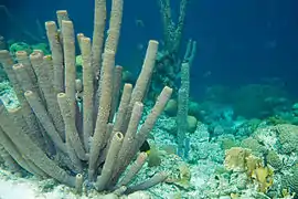 Callyspongia vaginalis