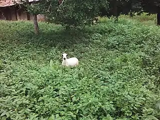 Brebis blanche.
