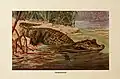 Crocodile nain, tiré des Brehms Tierleben