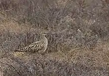 Oiseau limicole dans les teintes marron, marchant dans de la végétation basse et sèche.