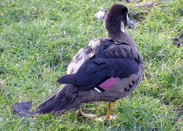 Canard à lunettes (Speculanas specularis)