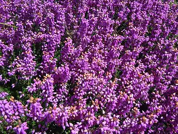 En massif dans les landes en Bretagne.